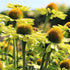 Echinacea purpurea Kismet Kiwi Coneflower image credit: Terra Nova
