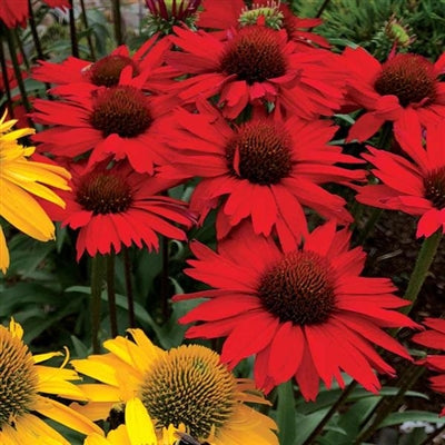 Echinacea purpurea Kismet Red Coneflower image credit: Terra Nova