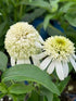 Echinacea purpurea Vanilla Drip BE Coneflower image credit: Millgrove Perennials