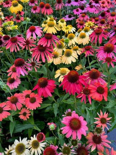 Echinacea Cheyenne Spirit Cone Flower Image Credit: Millgrove Perennials