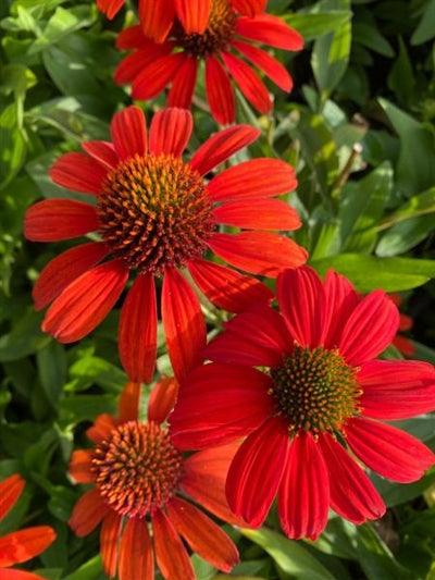 Echinacea Kismet Intense Orange Cone Flower Image Credit: Millgrove Perennials