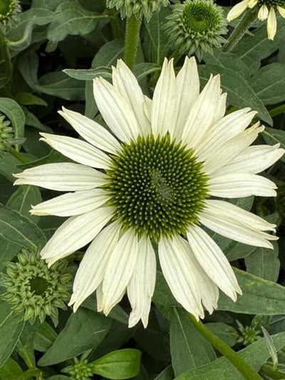 Echinacea Kismet White Cone Flower Image Credit: Millgrove Perennials