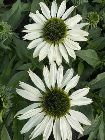 Echinacea Kismet White Cone Flower Image Credit: Millgrove Perennials