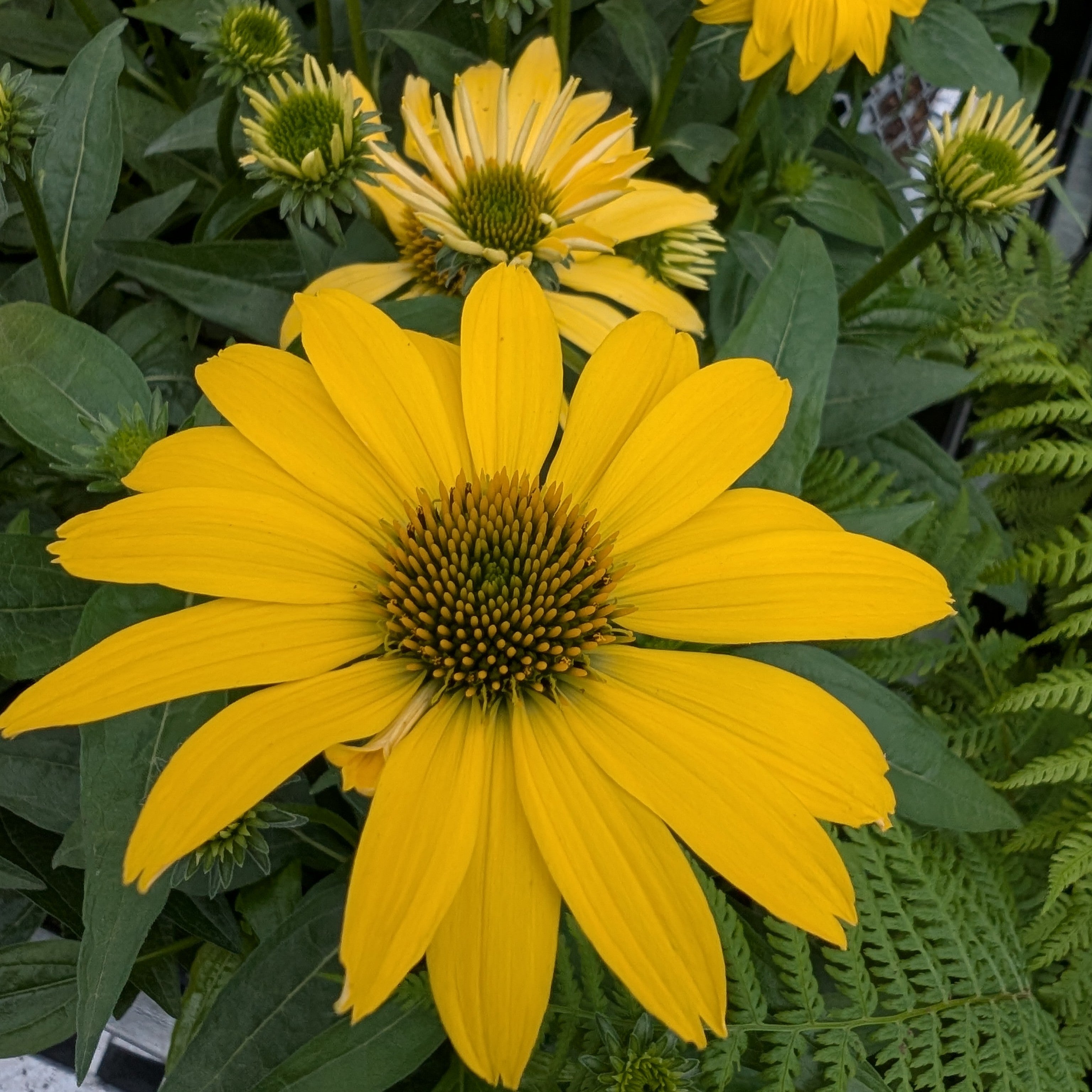 Echinacea hybrid Sombrero Lemon Yellow Improved Cone Flower Image Credit: Chaz Morenz 20260706