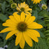 Echinacea hybrid Sombrero Lemon Yellow Improved Cone Flower Image Credit: Chaz Morenz 20260706