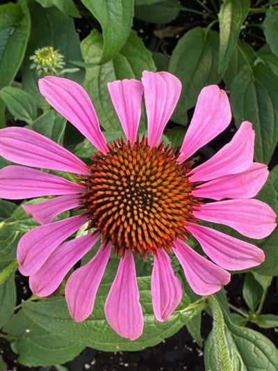 Echinacea Magnus Superior Cone Flower Image Credit: Millgrove Perennials