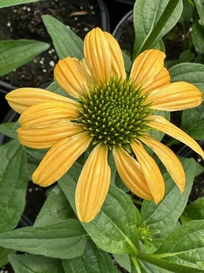 Echinacea Mellow Yellows Cone Flower Image Credit: Millgrove Perennials