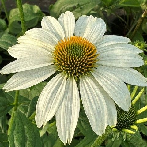 Echinacea Pow Wow White Cone Flower Image Credit: Millgrove Perennials
