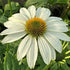 Echinacea Pow Wow White Cone Flower Image Credit: Millgrove Perennials
