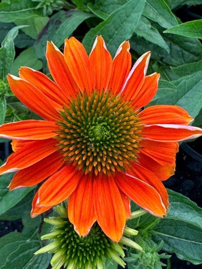 Echinacea Sombrero Adobe Orange Cone Flower Image Credit: Millgrove Perennials