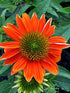 Echinacea Sombrero Adobe Orange Cone Flower Image Credit: Millgrove Perennials