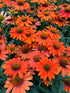 Echinacea Sombrero Adobe Orange Cone Flower Image Credit: Millgrove Perennials