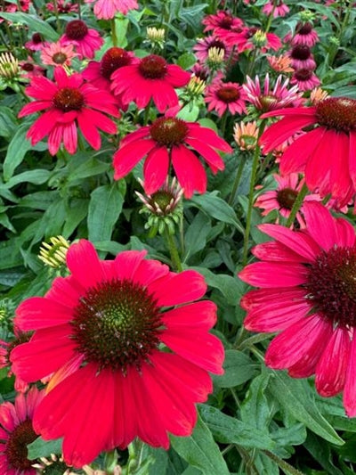 Echinacea Sombrero Baja Burgundy Cone Flower Image Credit: Millgrove Perennials