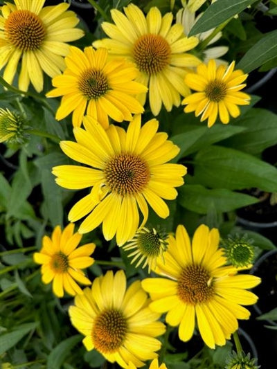 Echinacea Sombrero Lemon Yellow Improved Cone Flower Image Credit: Millgrove Perennials