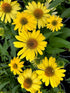 Echinacea Sombrero Lemon Yellow Improved Cone Flower Image Credit: Millgrove Perennials