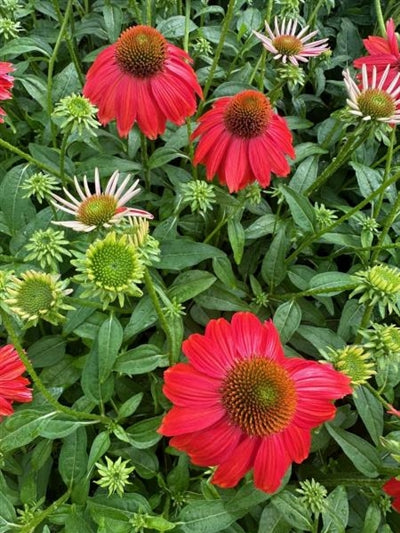 Echinacea Sombrero Salsa Red Cone Flower Image Credit: Millgrove Perennials