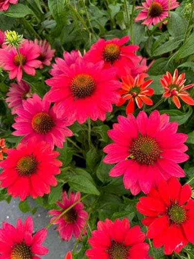 Echinacea Sombrero Tres Amigos Cone Flower Image Credit: Millgrove Perennials