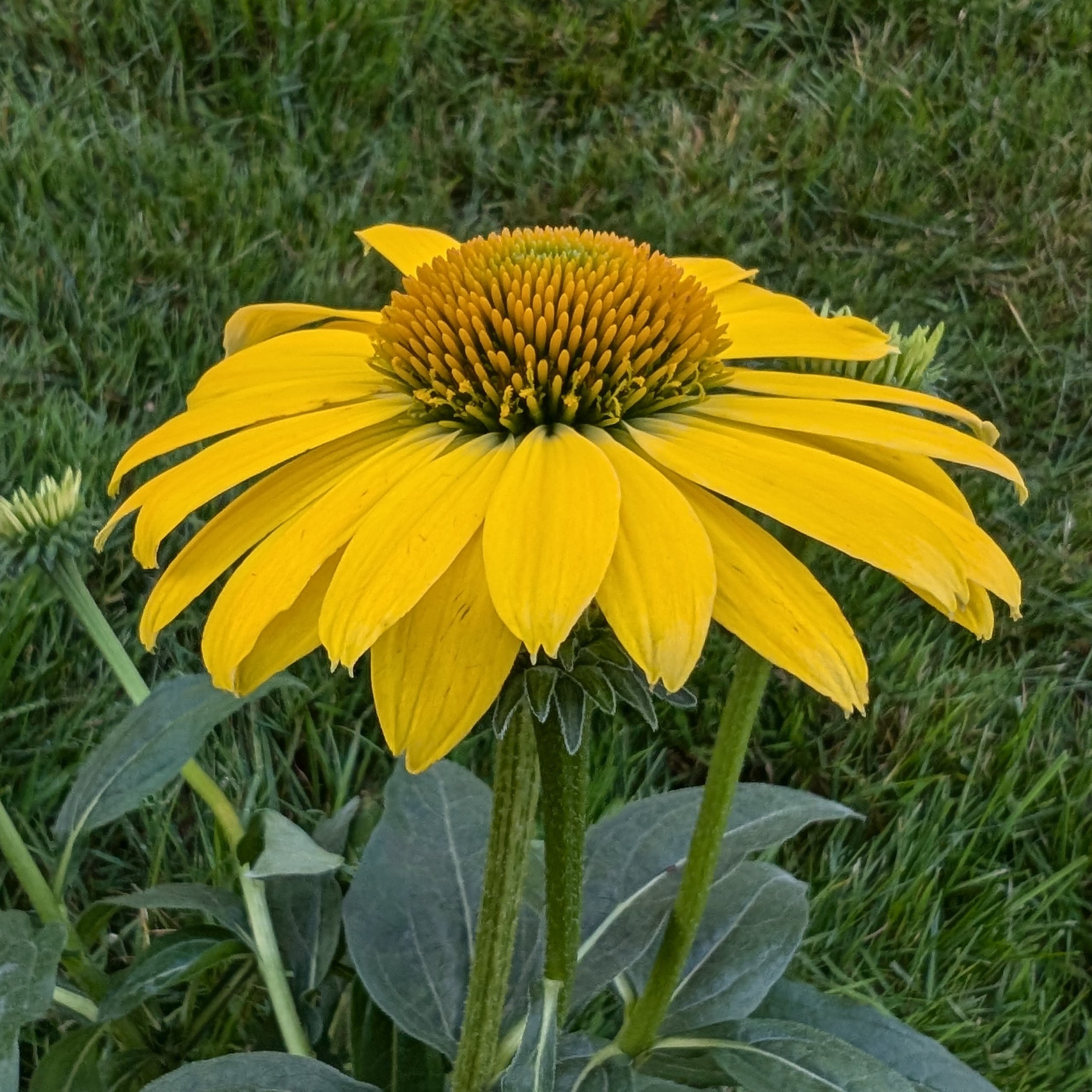 Echinacea hybrid Sombrero Lemon Yellow Improved Cone Flower Image Credit: Chaz Morenz