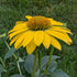 Echinacea hybrid Sombrero Lemon Yellow Improved Cone Flower Image Credit: Chaz Morenz