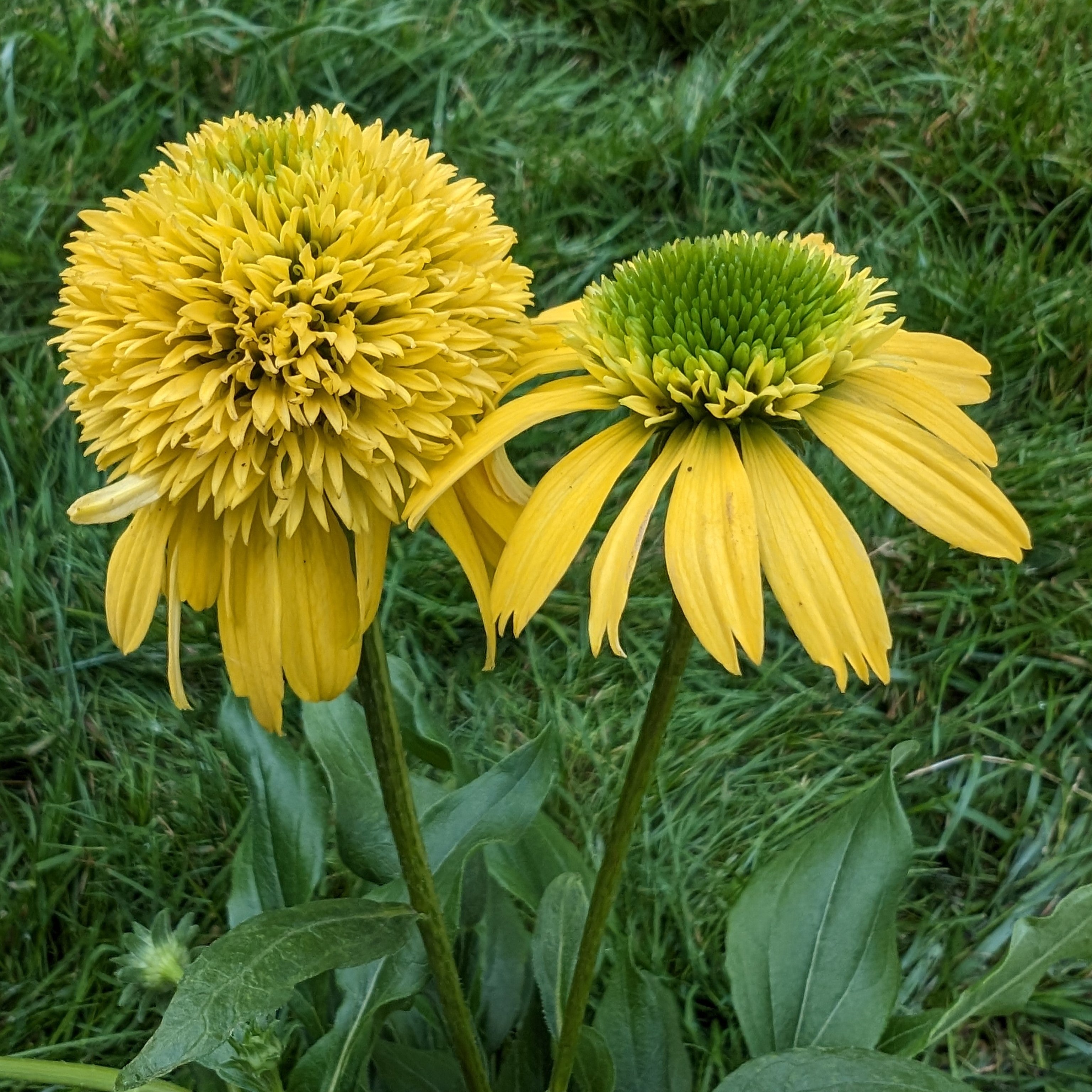 Echinacea hybrid Sunny Days Lemon Cone Flower Image Credit: Chaz Morenz 20240618