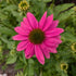 Echinacea purpurea Pow Wow Wildberry Cone Flower Image Credit: Chaz Morenz 20240625