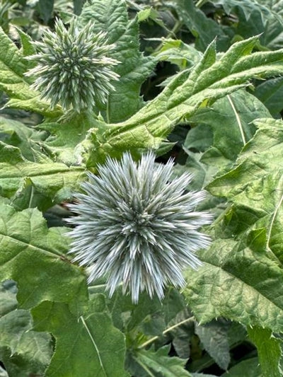 Echinops ritro Globe Thistle 2 Image Credit: Millgrove Perennials