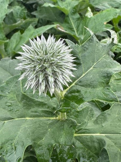 Echinops ritro Globe Thistle Image Credit: Millgrove Perennials