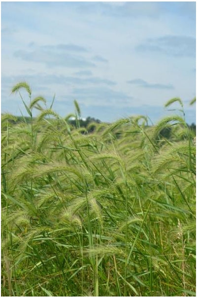 Elymus canadensis Canadian Wild Rye image credit: Prairie Moon