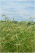 Elymus canadensis Canadian Wild Rye image credit: Prairie Moon