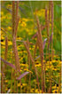 Elymus virginicus Virginia Wild Rye image credit: Prairie Moon Nursery