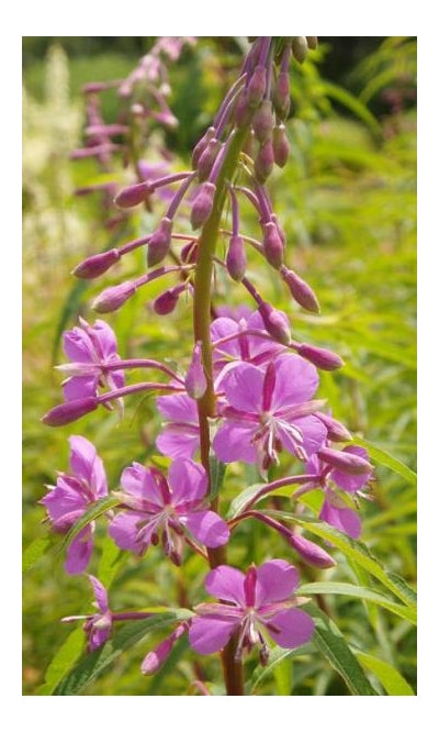 Epilobium angustifolium Fireweed image credit: Prairie Moon