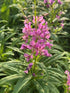 Epilobium angustifolium Fireweed Image Credit: Millgrove Perennials
