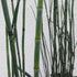 Equisetum hyemale Horsetail Grass Isage Credit: Chaz Morenz 20240625