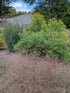 Eragrostis spectabilis Purple Love Grass Image Credit Suzanne's Garden Tips
