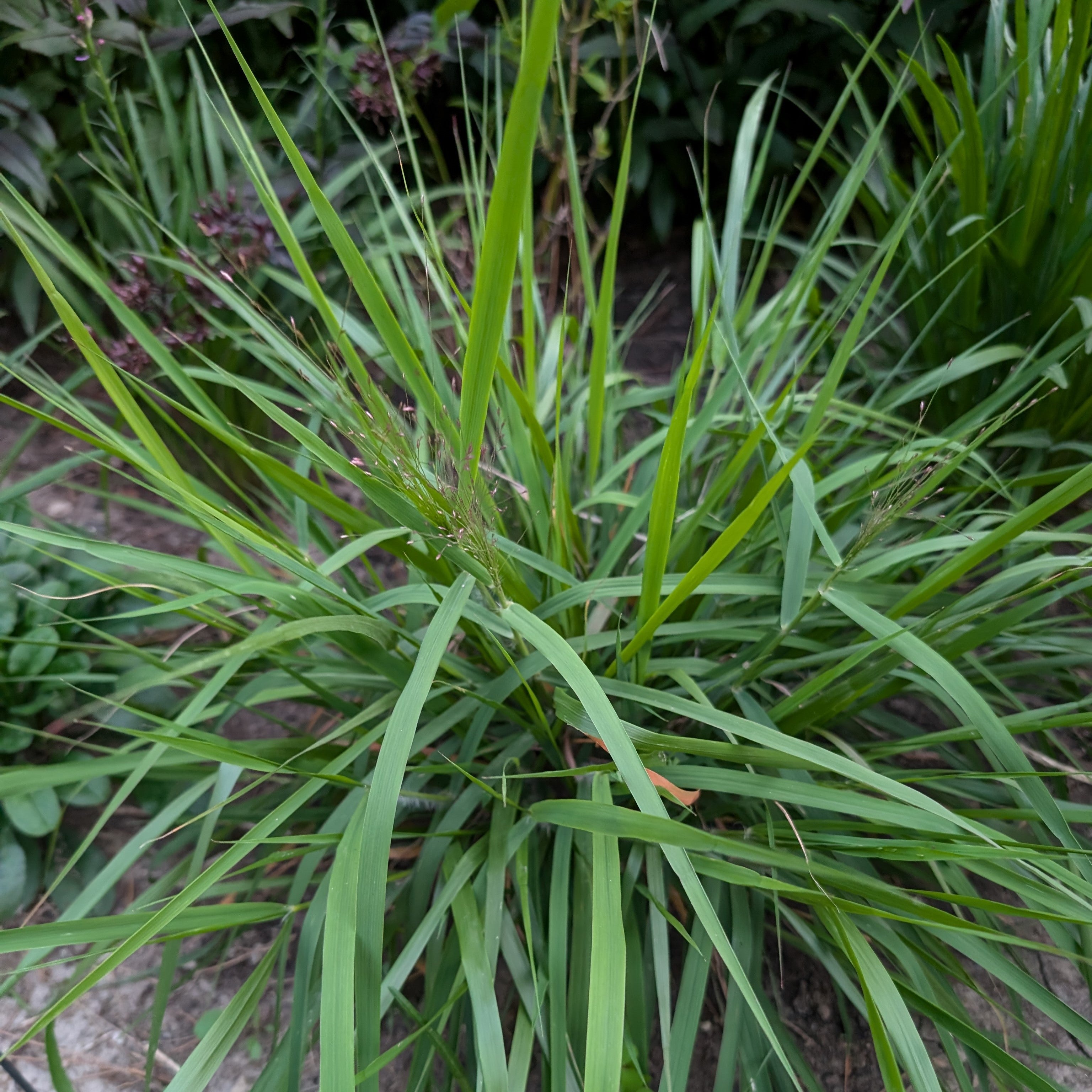 Eragrostis spectabilis Purple Love Grass Purple Love Grass Image Credit: Chaz Morenz 20240721
