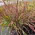 Eragrostis spectabilis Purple Love Grass Purple Love Grass Fall Colour Image Credit: Chaz Morenz 20240904