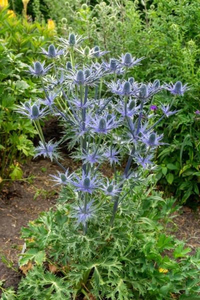 Eryngium x zabelii Big Blue Sea Holly image credit: Ball Horticulture