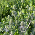 Eryngium Blue Glitter Sea Holly Image Credit: Millgrove Perennials