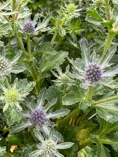 Eryngium Blue Hobbit Sea Holly Image Credit: Millgrove Perennials