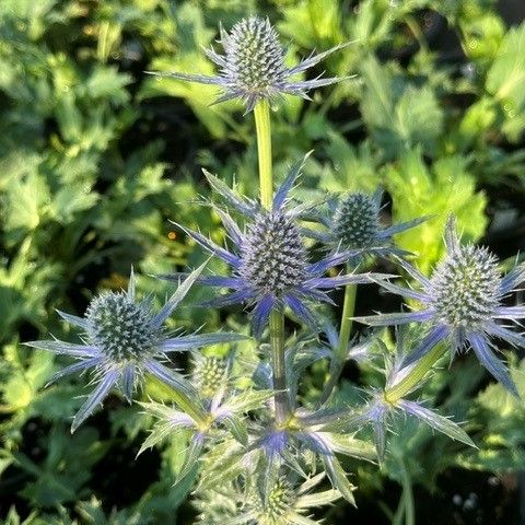 Eryngium x zabelii Big Blue Sea Holly Image Credit: Millgrove Perennials