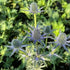 Eryngium x zabelii Big Blue Sea Holly Image Credit: Millgrove Perennials
