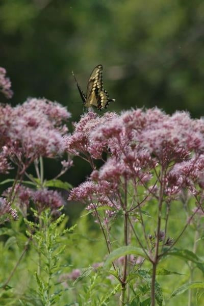 Eupatorium maculatum JoePye Weed image credit: Prairie Moon