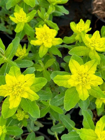 Euphorbia polychroma Spurge Image Credit: Millgrove Perennials