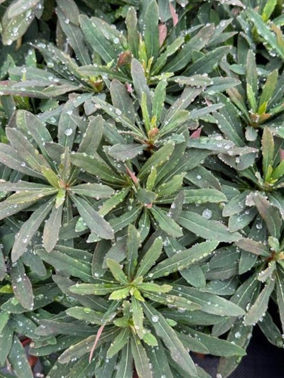 Euphorbia amygdaloides Purpurea Spurge  Image Credit: Millgrove Perennials