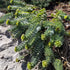Euphorbia myrsinites Donkey Tail Spurge Image Credit: Chaz Morenz 20240325