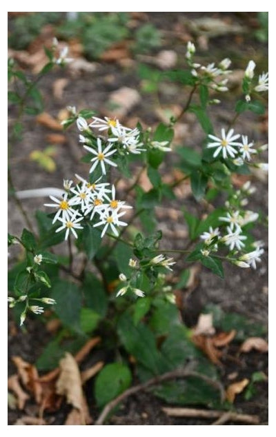 Eurybia divaricata White Wood Aster image credit: Prairie Moon Nursery