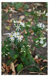 Eurybia divaricata White Wood Aster image credit: Prairie Moon Nursery