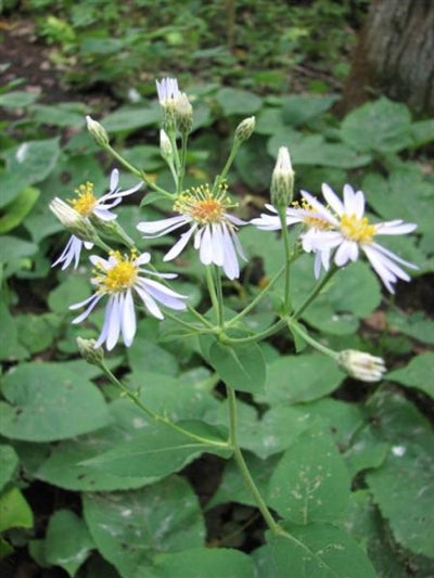 Eurybia macrophylla Aster image credit: Prairie Moon Nursery