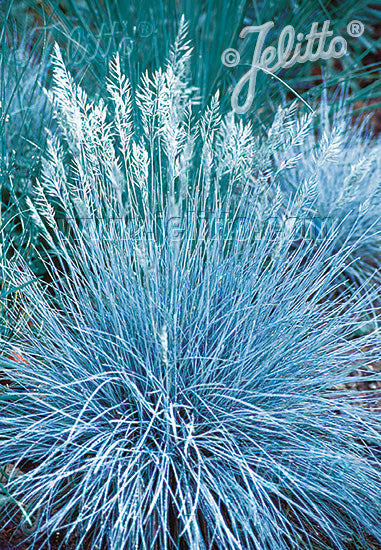 Festuca glauca Blue Select Blue Fescue Image Credit: Jelitto Seed