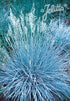 Festuca glauca Blue Select Blue Fescue Image Credit: Jelitto Seed